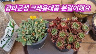 25.1.13 🌹광파군생과 크레용대품군생 서인경분에 분갈이해요🌹 스피드다육 010-5248-5955