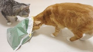 【猫 おもしろ】猫が袋に入る遊びを楽しんでいる / funny cat playing with plastic bag