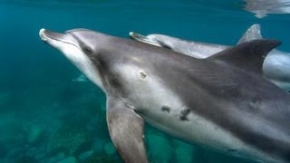 御蔵島のイルカ  東京・伊豆七島