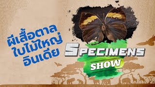 Specimens Show ตอน 4 : ผีเสื้อใบไม้ใหญ่อินเดีย