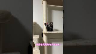 【毎日元気でありがとう】おはようございますニャン #猫のいる暮らし #cat #マンチカン #catstagram #ねこ動画