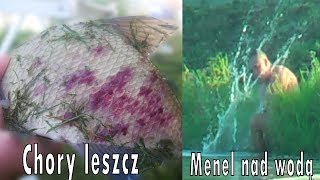 Menel nad wodą,zestaw na methode,dobry kebab-wakacyjna nocka na rybach-wędkarstwo feederowe