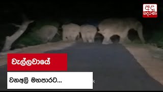 වැල්ලවායේ වනඅලි මහපාරට...