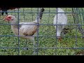 Personal Use Kanawayon.Hatch Pullets