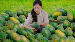 Harvesting An Duong Vuong Watermelon, Making Watermelon Juice and Dessert | Lâm Anh Food