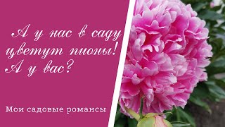 Мои садовые романсы.Шикарное цветение пионов в моем саду!#пионы#цветениепионов