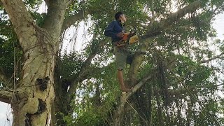 Cưa cây Xanh siêu khủng ở lộ xe / Sawing super green trees on the highway | T772