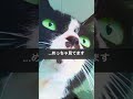 虹に想いを馳せる猫...　 cat ねこ ネコ