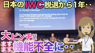 【海外の反応】日本のIWC脱退から1年・・散々日本を叩いてきた反捕鯨派とIWCの実態の闇が深かった【にほんのチカラ】