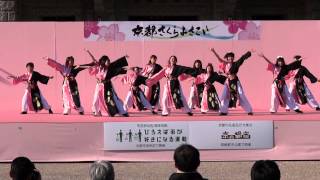 よさこい踊り組　優心（京都さくよさ2012）