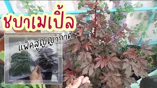 เก็บใบชบาเปิ้ล 🍁 รสชาติเปรี้ยว แพ็คสูญญากาศ