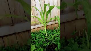 Corn 🌽 amd cucumber 🥒 growing