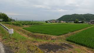 美しい里村の風景 7月4日 日曜 曇り 梅雨 新型コロナに対する免疫を高める 山の際を歩いて高井谷へ向かいます 田畑の眺めが綺麗です 左手の真名井の裏道の農道に入ります 鳥取県米子市淀江町稲吉