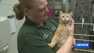 St. Charles County sees surge in animal fosters due to quarantine