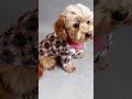 ハンドメイド犬服♡コレクション👕重ね着風のスタイル shorts 犬服 犬動画 dog doglover ハンドメイド犬服 ミックス犬