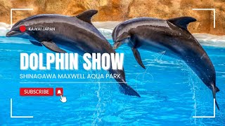 Amazing Dolphin Show at Maxell Aqua Park Shinagawa | Tokyo Travel Experience