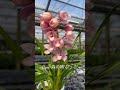 テーブルシンビ　森の精 ふっこ 【石田蘭園お花紹介】 cymbidium orchid シンビジウム 園芸 シンビジューム しんびすと石田隆博のシンビ大学 sukumo flower