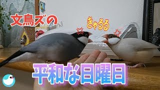 飼い主の手を奪い合う文鳥たち～大騒ぎだけど平和な放鳥タイム