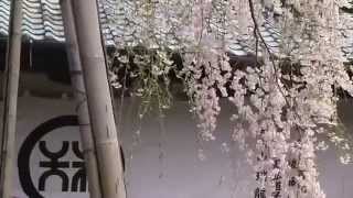 稲武　瑞龍寺　しだれ桜　満開　4/17