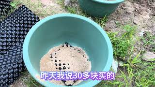 #盆栽果树 #果树管理技术 #阳台种植 #沃柑 今天果园又加了4棵树