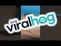From a Kitten to a Chonk || ViralHog