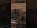 Baby elephant enjoying a muddy bath 🐘💦