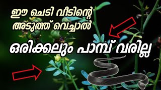 ഈ ചെടി (അരൂത) വീടിൻറെ അടുത്ത് വെച്ചാൽ ഒരിക്കലും പാമ്പ് വരില്ല#ASHKARALIBAQAVI