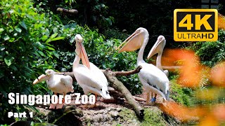 Singapore Zoo 2023 ｜Exploring the amazing animal kingdom新加坡动物园