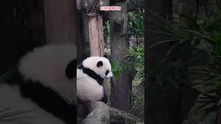 #大熊猫 #大熊猫奇三妹 #panda 三妹棒棒哒！