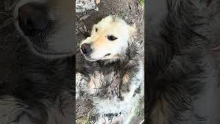 ⚠️ Viewer Discretion Advised ⚠️ Wild Pig Depicted Not For The Faint Of Heart 😂 #goldenretriever