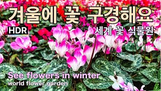 추운 겨울에 따뜻하게 꽃 구경할 수 있는 곳 안내해 드려요. 아산 세계 꽃 식물원.[4K I HDR]