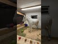 arnie the mule and his snack bar