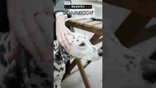 ダルメシアンを紹介するます【犬種紹介No021】