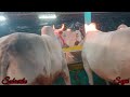 premium🔥 cow collections of sadique dairy farm kolkata cow 2025