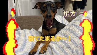 眠いのを我慢する犬【ミニピン】