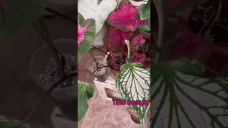 Коллекция каладиумов, самые необычные растения! Caladium collection