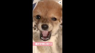 【歯がかゆいよ〜】口元を気にしてウニャウニャする子柴、その仕草が…♡