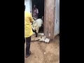 big bakra sheep ep 11 big bakra