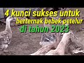 4 kunci sukses untuk berternak bebek petelur di tahun 2023.