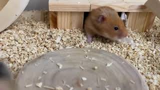 貪吃倉鼠🐹阿肥聞到飼料了！😅😅😅