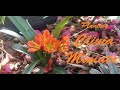 Getting to Know Clivia Miniata Pt.2 - Propagation and Planting