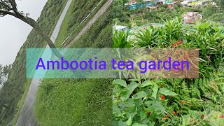 Kurseong To Ambootia tea garden