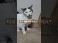 고양이 미녀 예쁜모자