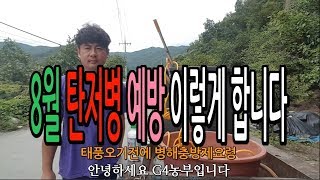 8월 고추농사 탄저병예방 이렇게합니다 병해충방제요령 태풍오기전약치기