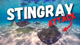 Stingray City Cruise Excursion at Grand Cayman Islands