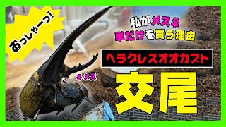 【交尾】ヘラクレスオオカブト人工ペアリングに挑んでみた！ヤフオクで競り落として届いた瞬間の即ブリ可ヘラクレスメス♀2匹に即成熟したヘラクレスオス♂をぶつけてみた！