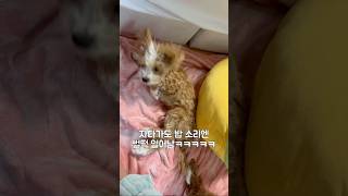 이름 불러도 듣는 척도 안 하다가 밥 소리에 벌떡ㅋㅋㅋ #말티푸 #강아지쇼츠 #귀여운강아지 #배고픈강아지 #말티푸콜리 #cutedogvedio #maltipoocolly