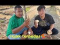 RUJAK BENGKOANG + sambal terpedas!!