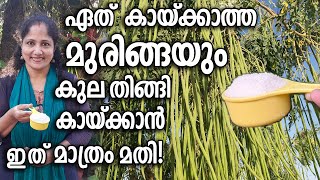 ഏത് കായ്ക്കാത്ത മുരിങ്ങയും കുല തിങ്ങി കായ്ക്കാൻ  ഇത് മാത്രം മതി | MORINGA (Drumstick) Growing Tips