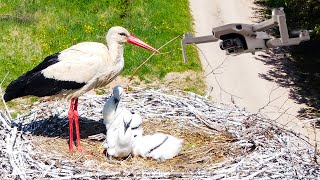 Удивительные АИСТЫ в гнезде кормят птенцов кротами и лягушками, запись с воздуха.